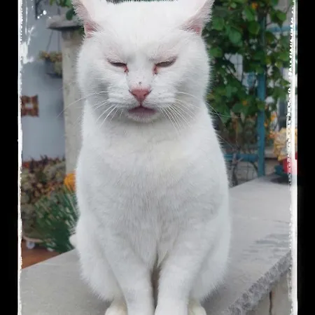 Bed & Breakfast Da Gi&jo Forgaria nel Friuli