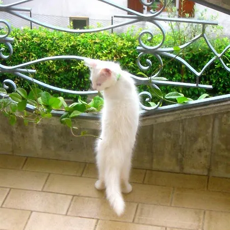 Da Gi&jo Bed & Breakfast Forgaria nel Friuli