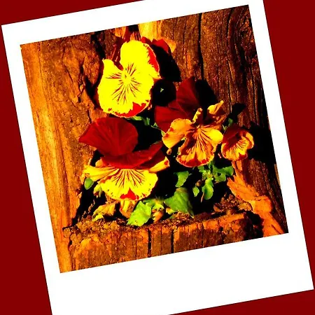 Da Gi&jo * Forgaria nel Friuli