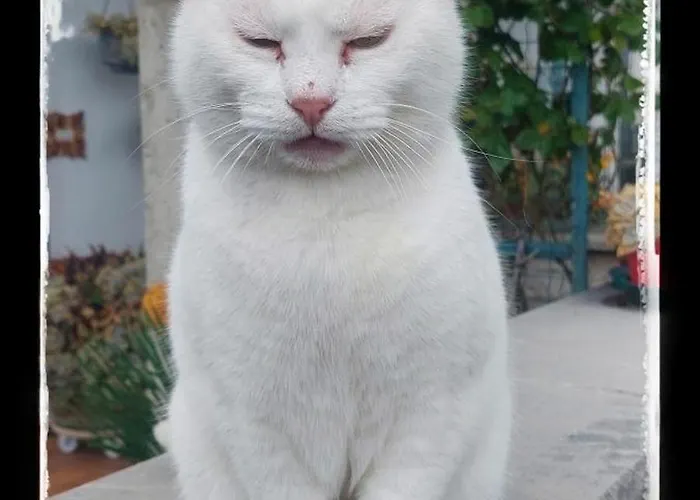 Panzió Da Gi&jo Forgaria nel Friuli