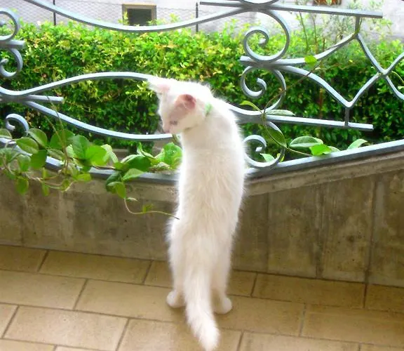 Da Gi&jo Panzió Forgaria nel Friuli