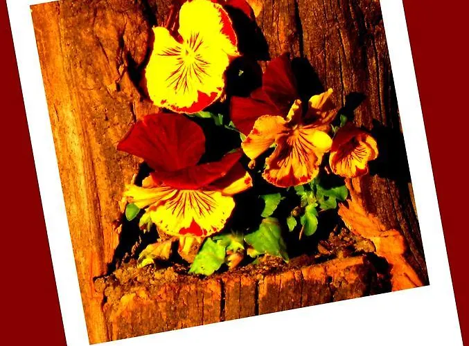 Da Gi&jo * Forgaria nel Friuli